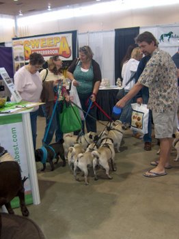 A group of Pugs greet eachother with their masters at the Pet Expo in Boise, Idaho.